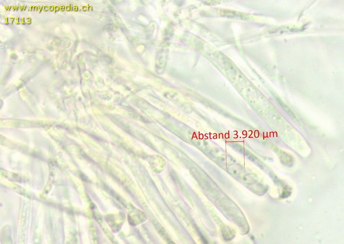 Orbilia eucalypti - 