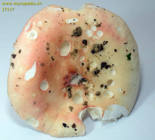 Russula zvarae - 