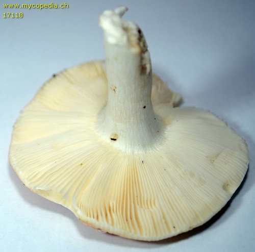 Russula zvarae - 