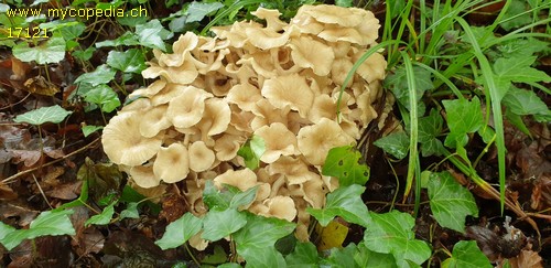 Polyporus umbellatus - 