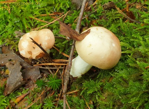 Russula emeticicolor - 