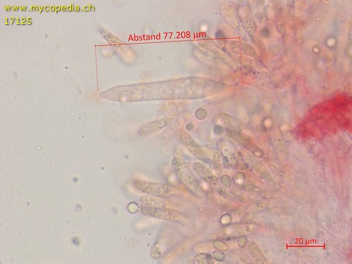 Mycena leucogala - Cheilozystiden - Kongorot  - 