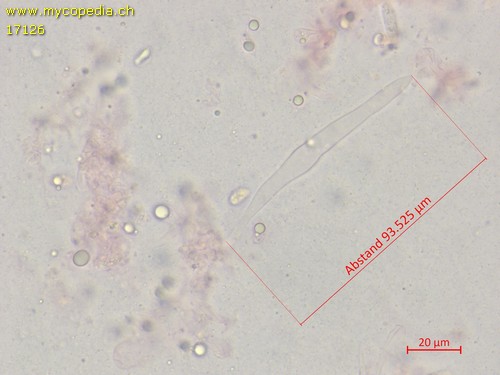 Mycena leucogala - Cheilozystiden - Kongorot  - 