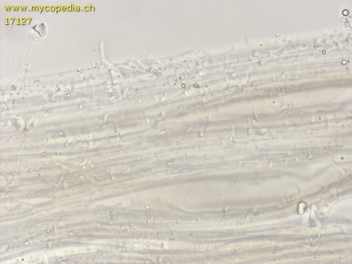 Mycena leucogala - Stielhyphen - 