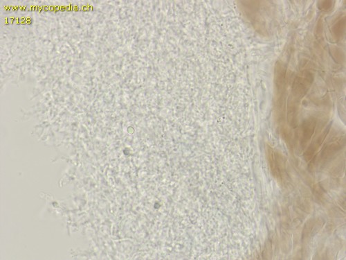 Mycena leucogala - HDS - 