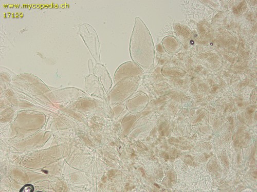 Mycena leucogala - HDS - 