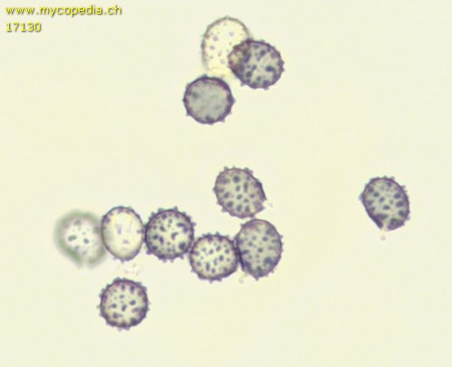 Russula emeticicolor - Spore/n - Melzers  - 