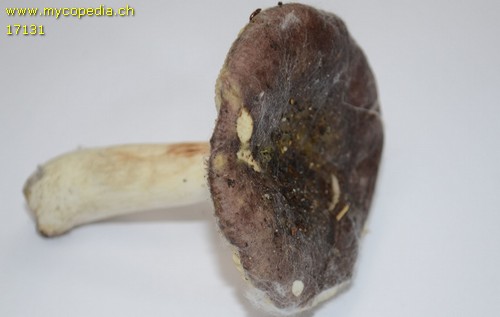 Russula lilacea - 