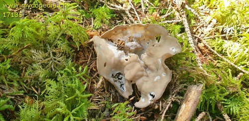 Helvella acetabulum - 