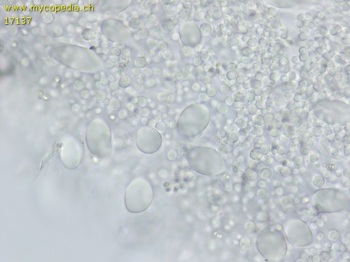 Chamaemyces fracidus - Pleurozystiden - KOH  - 