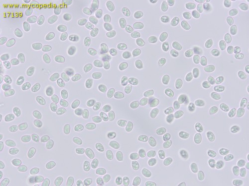 Chamaemyces fracidus - Spore/n - Wasser  - 