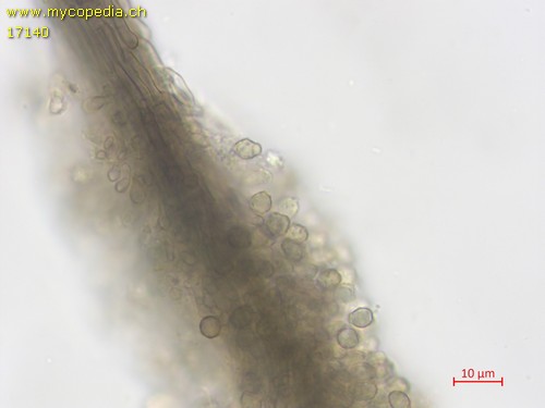Cephalotrichum nanum - 