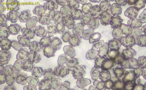 Cephalotrichum nanum - 