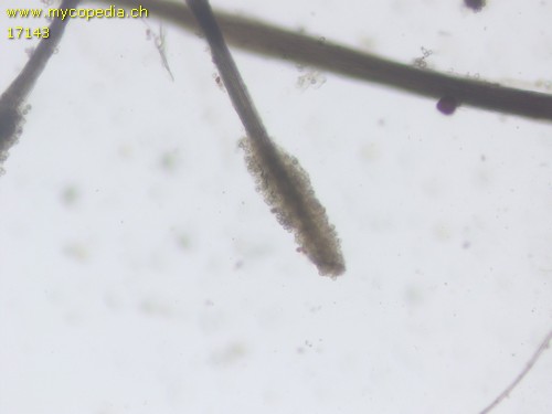 Cephalotrichum nanum - 
