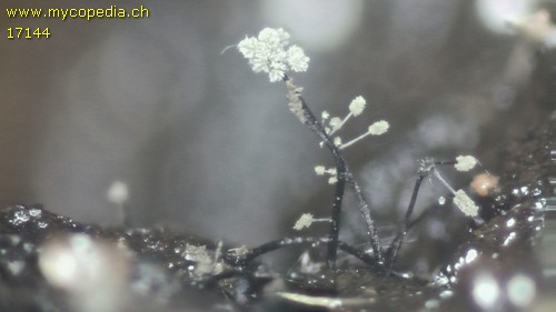 Cephalotrichum nanum - 