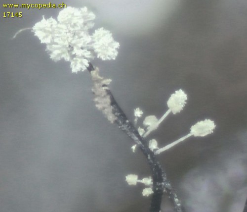 Cephalotrichum nanum - 