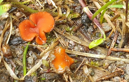 Scutellinia subhirtella - 