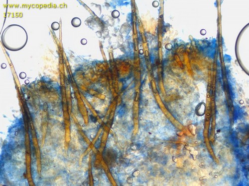 Scutellinia subhirtella - 
