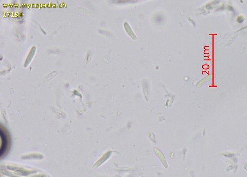 Mollisia spp - Spore/n - Wasser  - 
