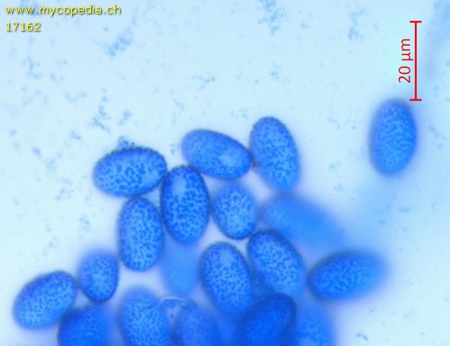 Scutellinia subhirtella - 