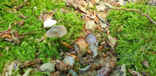 Entoloma rusticoides - 