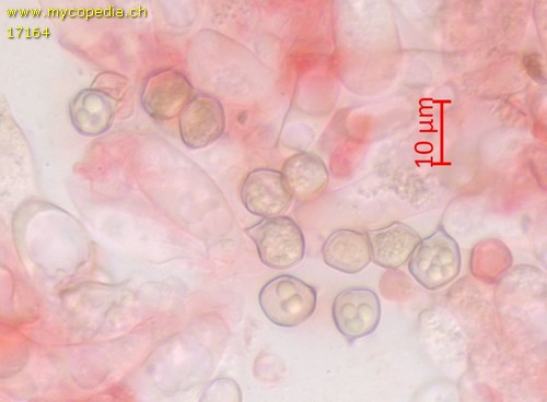 Entoloma rusticoides - 
