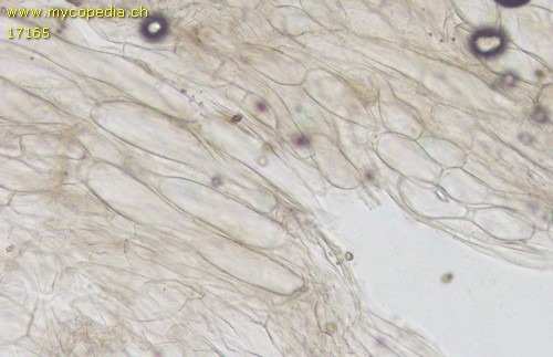 Entoloma rusticoides - HDS - Wasser  - 