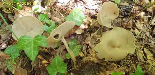 Helvella macropus - 