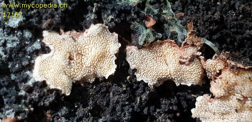 Steccherinum ochraceum - 