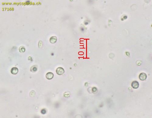 Steccherinum ochraceum - 