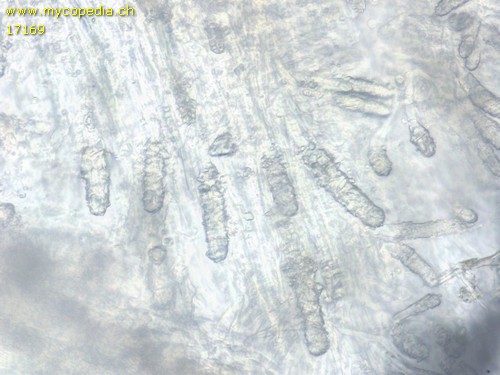 Steccherinum ochraceum - 