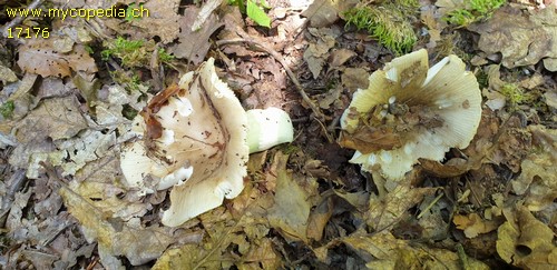 Russula graveolens - 