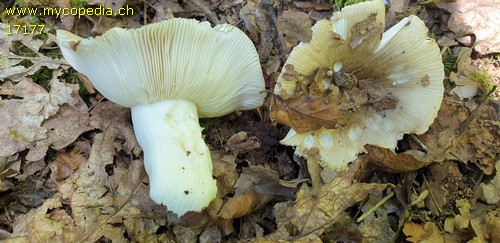 Russula graveolens - 