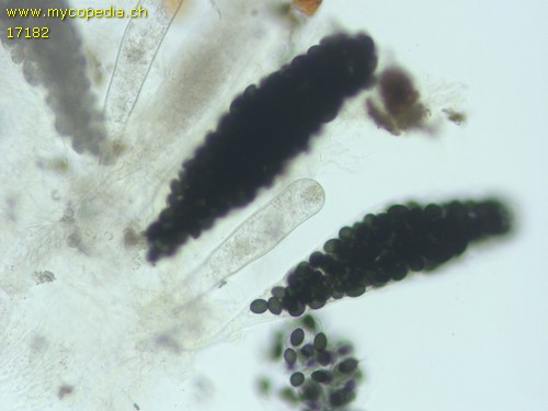 Triangularia setosa - Asci - Wasser  - 