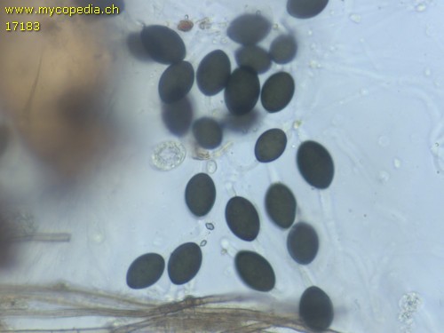 Triangularia setosa - Spore/n - Wasser  - 