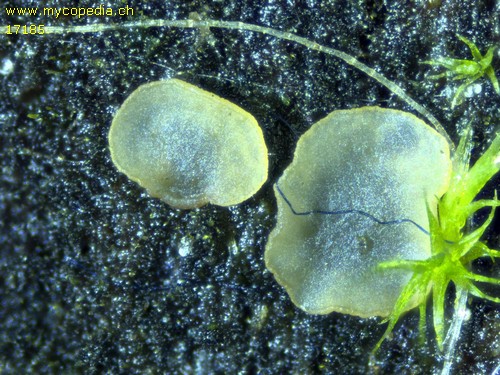 Hyalorbilia inflatula - 