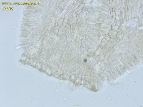 Hyalorbilia inflatula - 