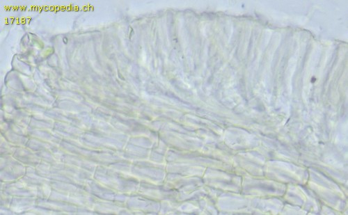 Hyalorbilia inflatula - 