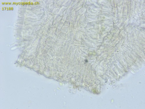 Hyalorbilia inflatula - 