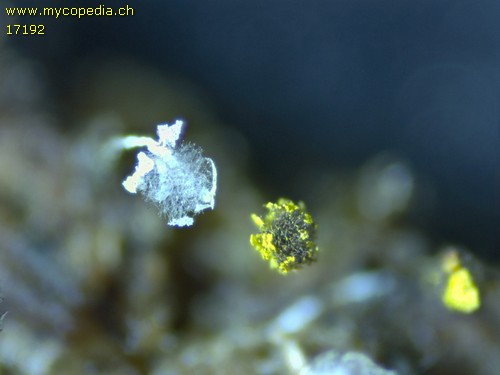 Physarum viride var. viride - 