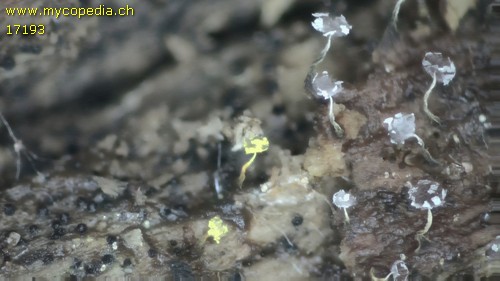 Physarum viride var. viride - 