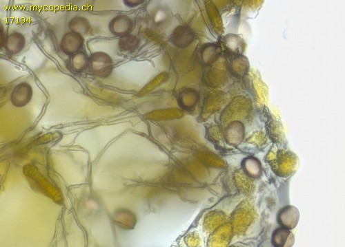 Physarum viride var. viride - 
