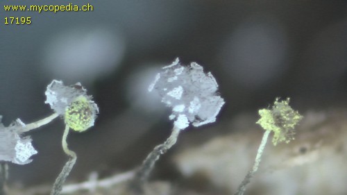Physarum viride var. viride - 
