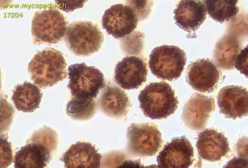 Scleroderma verrucosum - 