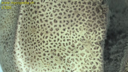 Scleroderma verrucosum - 