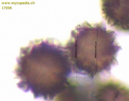 Scleroderma verrucosum - 