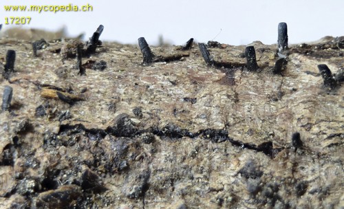 Glyphium elatum - 