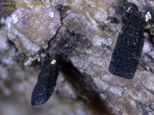 Glyphium elatum - 