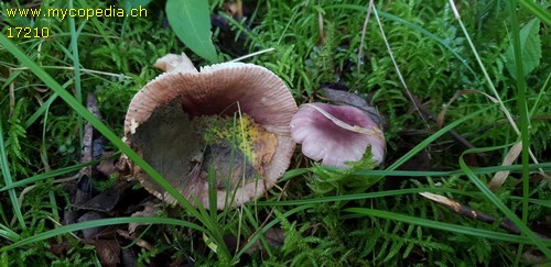 Russula fragilis - 