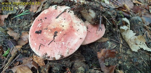 Russula globispora - 